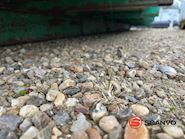 Aasum Containerfabrik S5917 - 5900mm - 17m3 rullepresenning - 15
